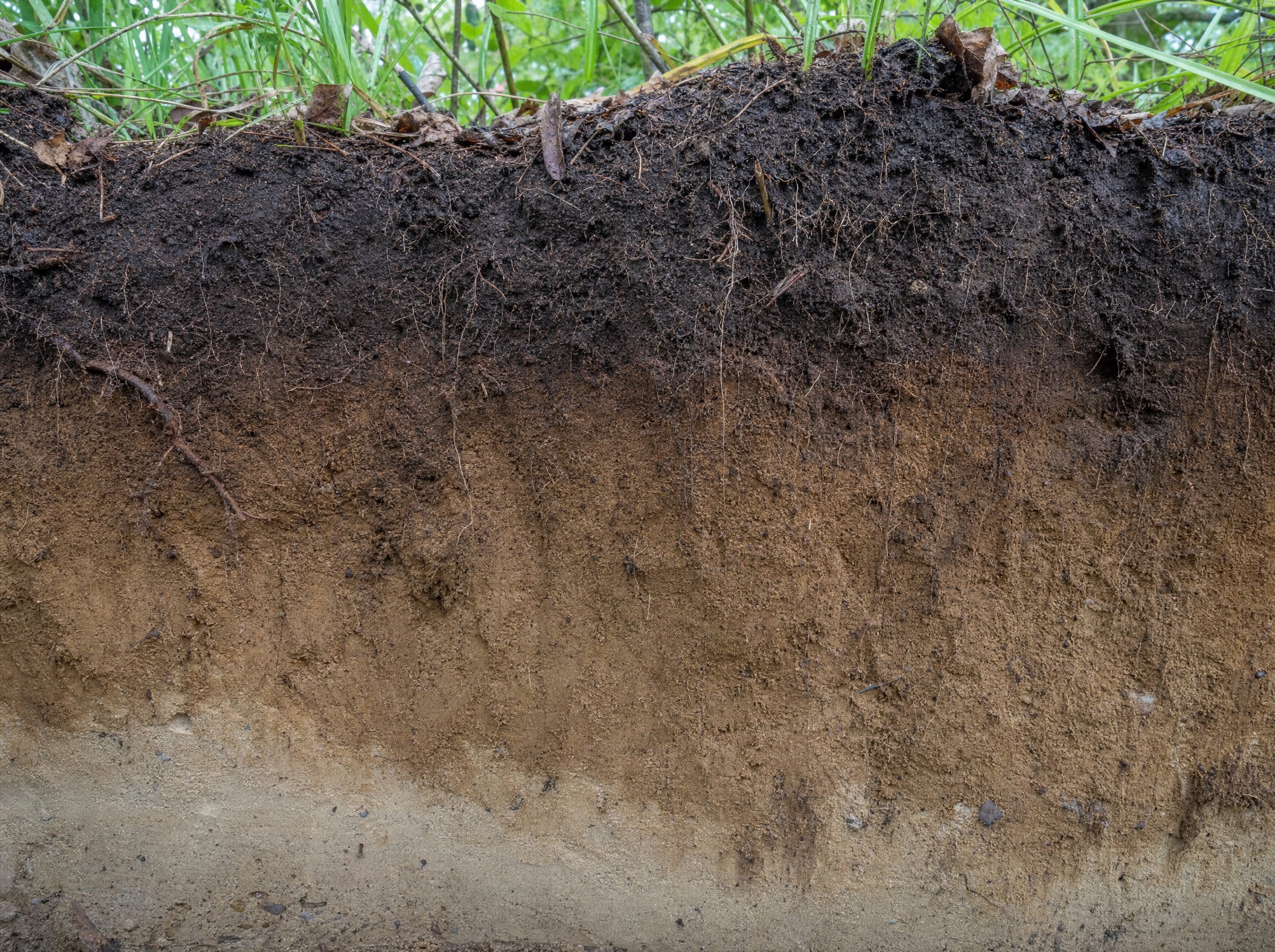 Cross-section of dark floodplain soil showing roots and humus horizon