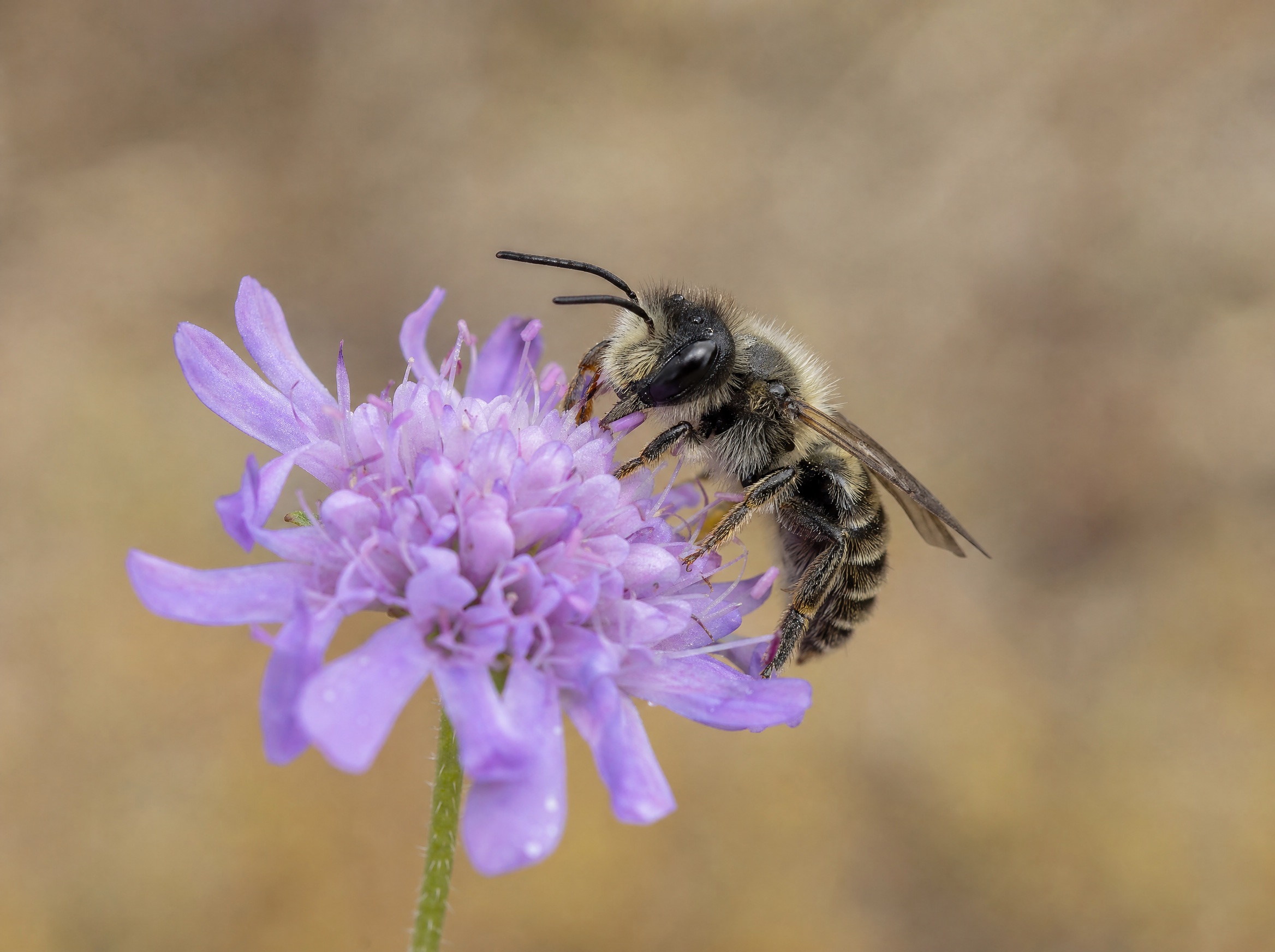 Wild bee on the bloom of a Ried meadow plant, macro shot